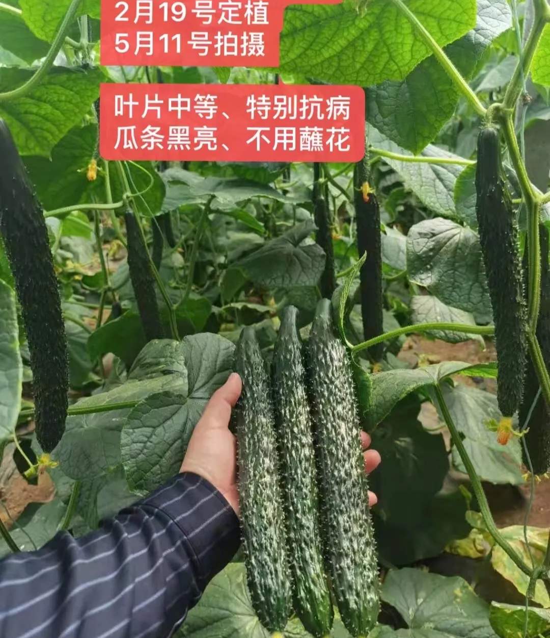 威海黄瓜种子（系列）